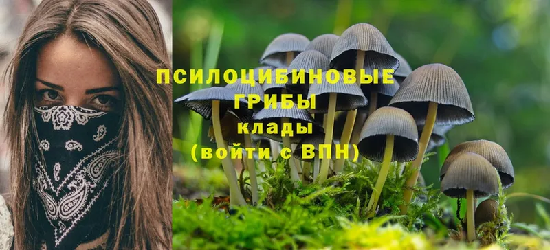 Галлюциногенные грибы Psilocybine cubensis  как найти закладки  Саки 